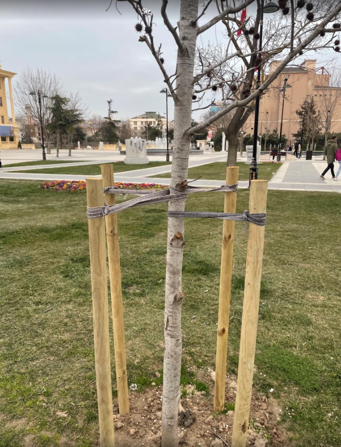 AĞAÇ BAĞLAMA KOLONLARI